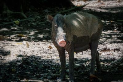 Bartschwein (Sus barbatus) Bornean Bearded Pig / VULNERABLE