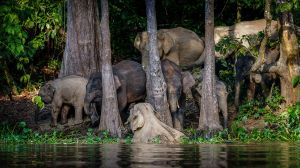 Borneo-Zwergelefant / Borneo Pygmy Elephant