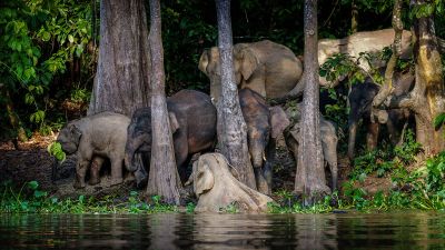 Borneo-Zwergelefant / Borneo Pygmy Elephant