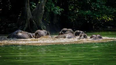 Borneo-Zwergelefant / Borneo Pygmy Elephant