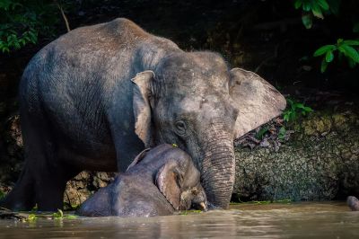 Borneo-Zwergelefant / Borneo Pygmy Elephant