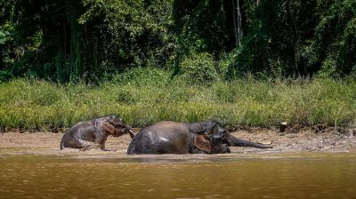 Borneo-Zwergelefant / Borneo Pygmy Elephant