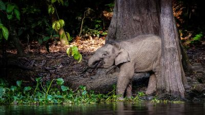 Borneo-Zwergelefant / Borneo Pygmy Elephant