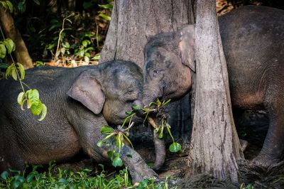 Borneo-Zwergelefant / Borneo Pygmy Elephant