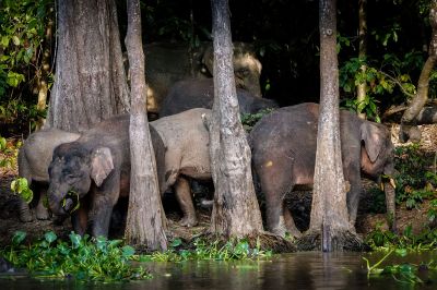 Borneo-Zwergelefant / Borneo Pygmy Elephant