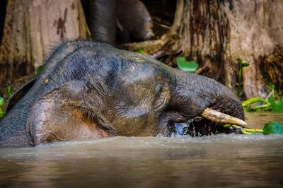 Borneo-Zwergelefant / Borneo Pygmy Elephant