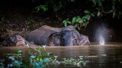 Borneo-Zwergelefant / Borneo Pygmy Elephant