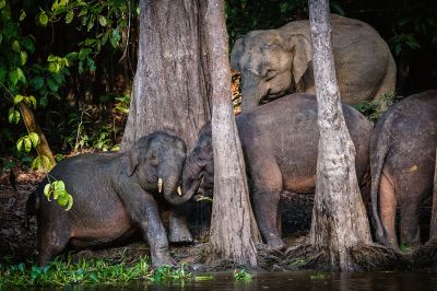 Borneo-Zwergelefant / Borneo Pygmy Elephant