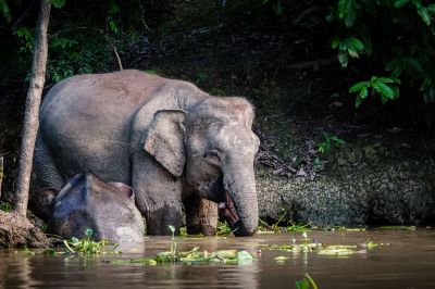 Borneo-Zwergelefant / Borneo Pygmy Elephant