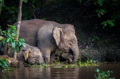 Borneo-Zwergelefant / Borneo Pygmy Elephant