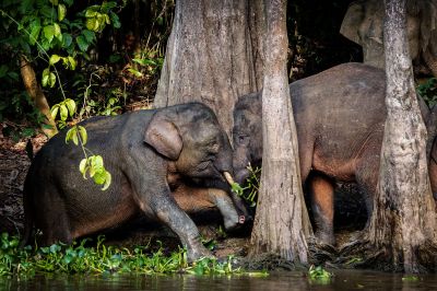 Borneo-Zwergelefant / Borneo Pygmy Elephant