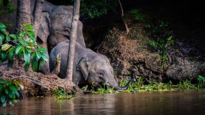 Borneo-Zwergelefant / Borneo Pygmy Elephant