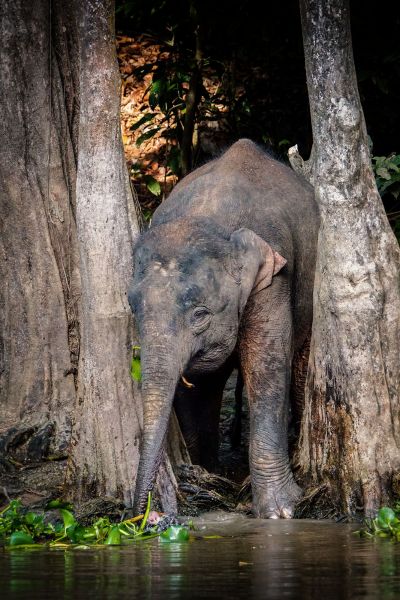 Borneo-Zwergelefant / Borneo Pygmy Elephant