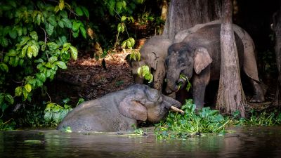 Borneo-Zwergelefant / Borneo Pygmy Elephant