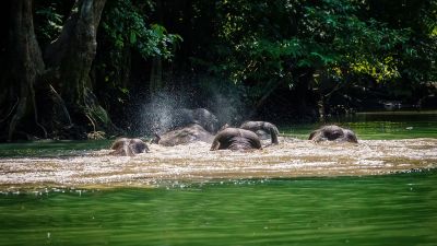 Borneo-Zwergelefant / Borneo Pygmy Elephant