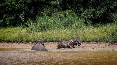 Borneo-Zwergelefant / Borneo Pygmy Elephant