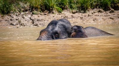 Borneo-Zwergelefant / Borneo Pygmy Elephant