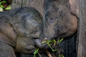 Borneo-Zwergelefant / Borneo Pygmy Elephant