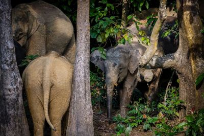 Borneo-Zwergelefant / Borneo Pygmy Elephant