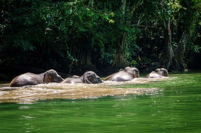 Borneo-Zwergelefant / Borneo Pygmy Elephant