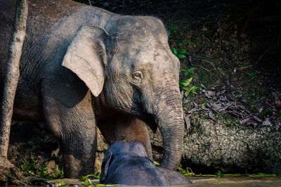 Borneo-Zwergelefant / Borneo Pygmy Elephant