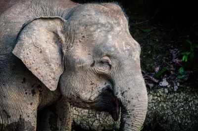 Borneo-Zwergelefant / Borneo Pygmy Elephant