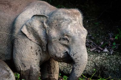 Borneo-Zwergelefant / Borneo Pygmy Elephant