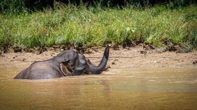 Borneo-Zwergelefant / Borneo Pygmy Elephant