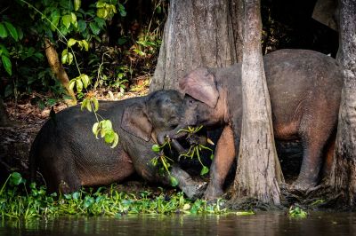 Borneo-Zwergelefant / Borneo Pygmy Elephant