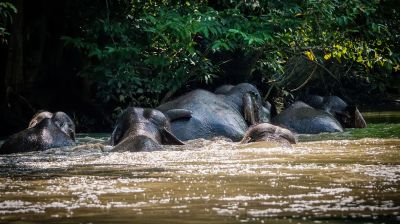 Borneo-Zwergelefant / Borneo Pygmy Elephant