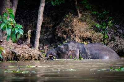 Borneo-Zwergelefant / Borneo Pygmy Elephant