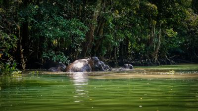 Borneo-Zwergelefant / Borneo Pygmy Elephant