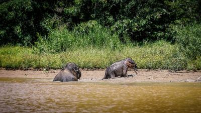 Borneo-Zwergelefant / Borneo Pygmy Elephant