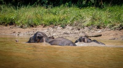 Borneo-Zwergelefant / Borneo Pygmy Elephant