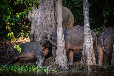 Borneo-Zwergelefant / Borneo Pygmy Elephant