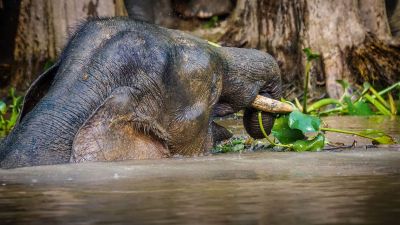 Borneo-Zwergelefant / Borneo Pygmy Elephant