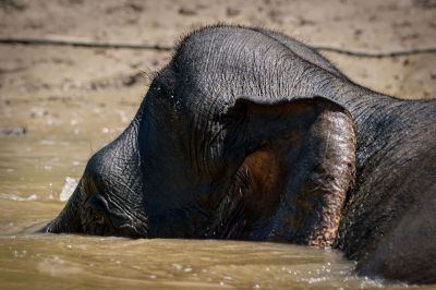 Borneo-Zwergelefant / Borneo Pygmy Elephant