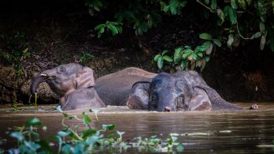 Borneo-Zwergelefant / Borneo Pygmy Elephant