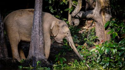 Borneo-Zwergelefant / Borneo Pygmy Elephant