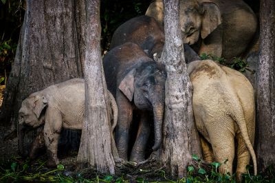 Borneo-Zwergelefant / Borneo Pygmy Elephant