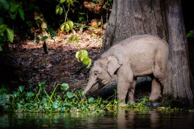 Borneo-Zwergelefant / Borneo Pygmy Elephant