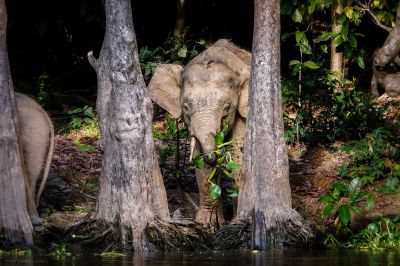 Borneo-Zwergelefant / Borneo Pygmy Elephant