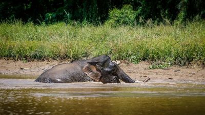 Borneo-Zwergelefant / Borneo Pygmy Elephant