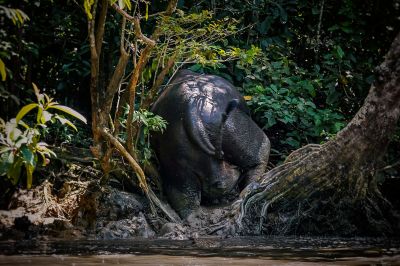 Borneo-Zwergelefant / Borneo Pygmy Elephant