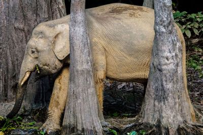 Borneo-Zwergelefant / Borneo Pygmy Elephant