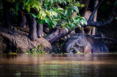 Borneo-Zwergelefant / Borneo Pygmy Elephant