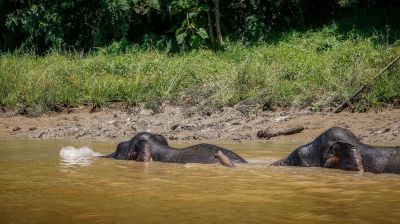 Borneo-Zwergelefant / Borneo Pygmy Elephant