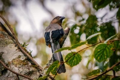 Borneobaumelster / Bornean Treepie