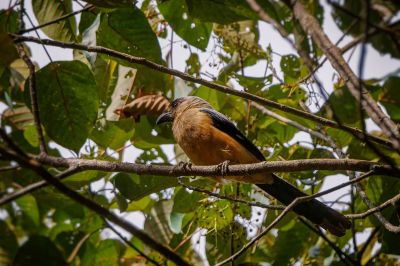 Borneobaumelster / Bornean Treepie