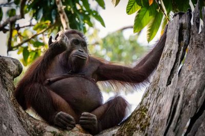 Borneo-Orang-Utan / Bornean Orangutan